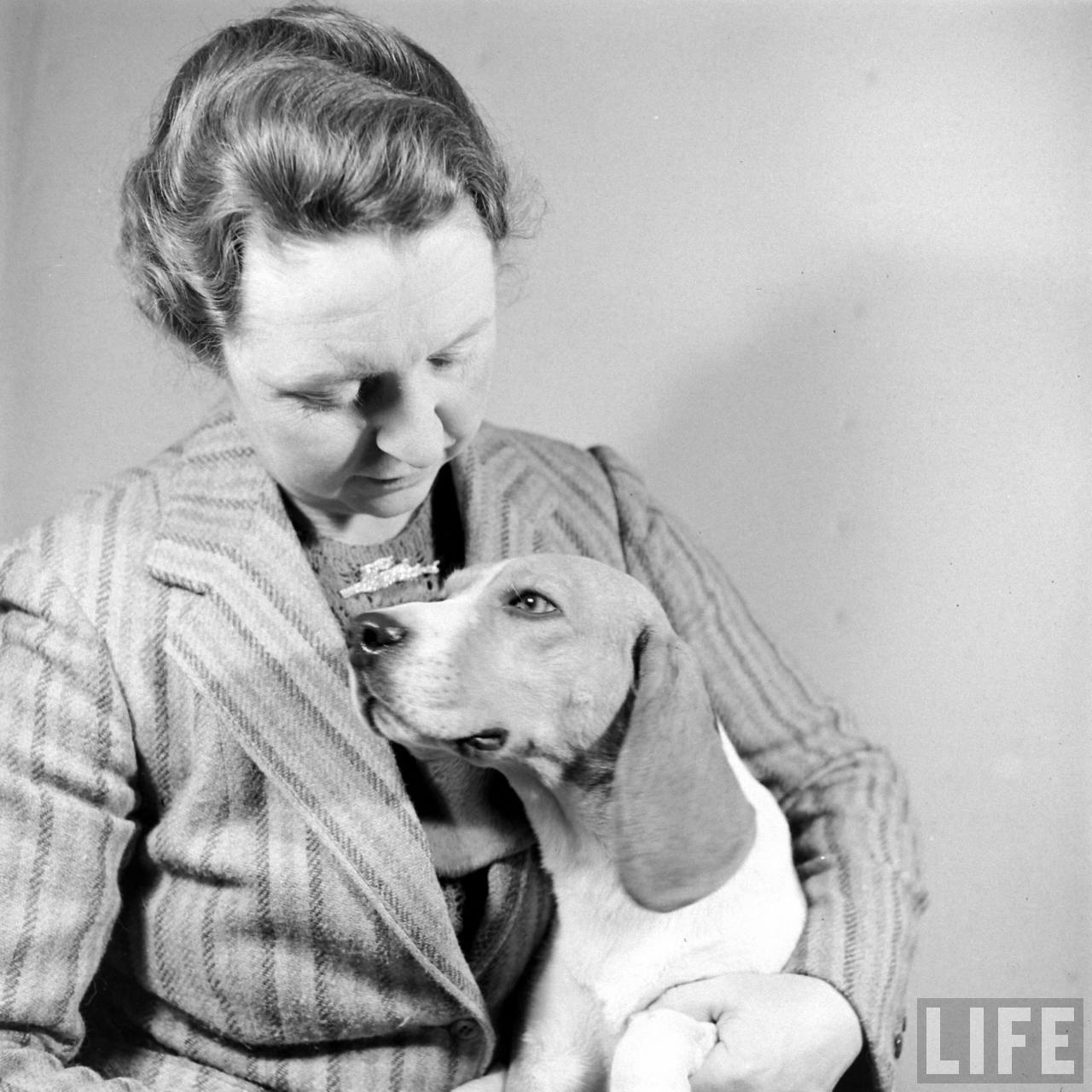 Beagle Hounds, Du Pont Estate - February 1940 - By Hansel Mieth, Life magazine - 49.jpg