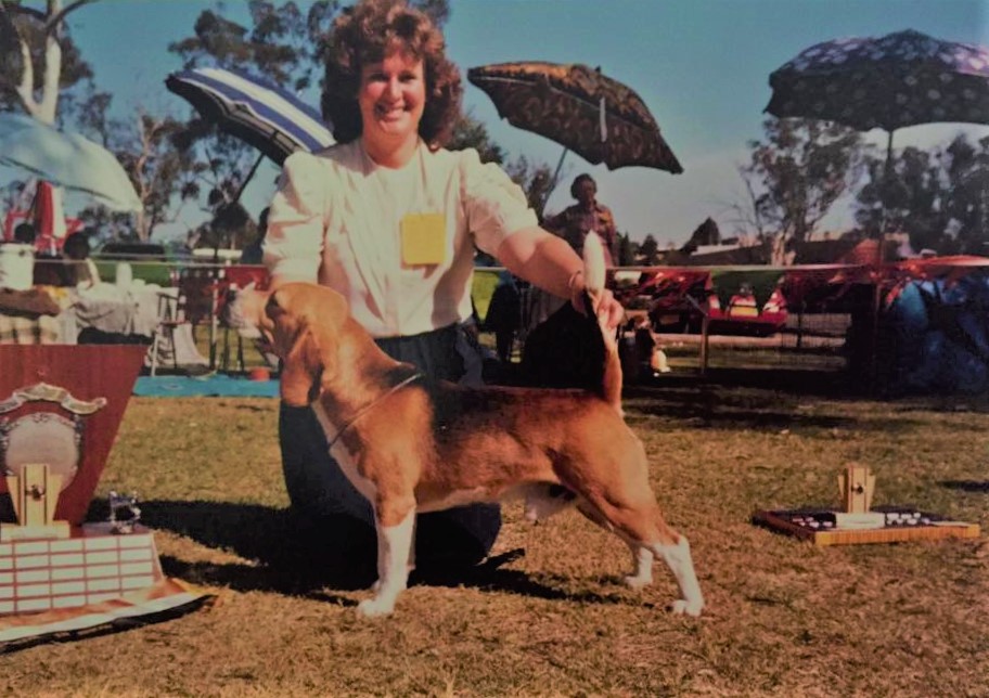 Nangunyah Yeodler winning Best in Show at The Beagle Club of NSW Oct show.jpg