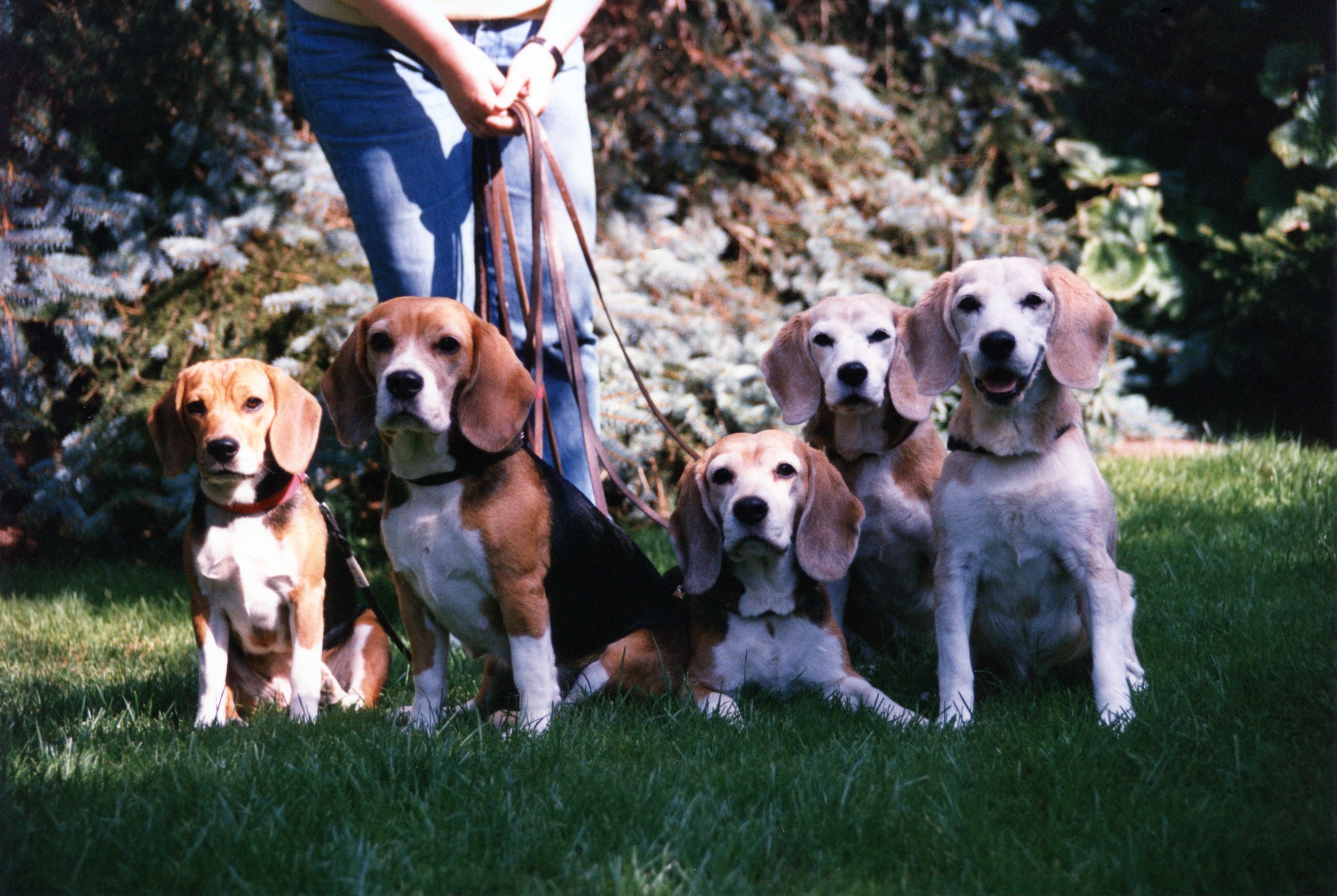 5 generations Daisy Hill in 1990. Left to right, D.H. Frække Frederikke, D.H. Tyste Tusindfryd, D.H. Kyske Karoline, D.H. Jackpot, D.H. Design.jpg