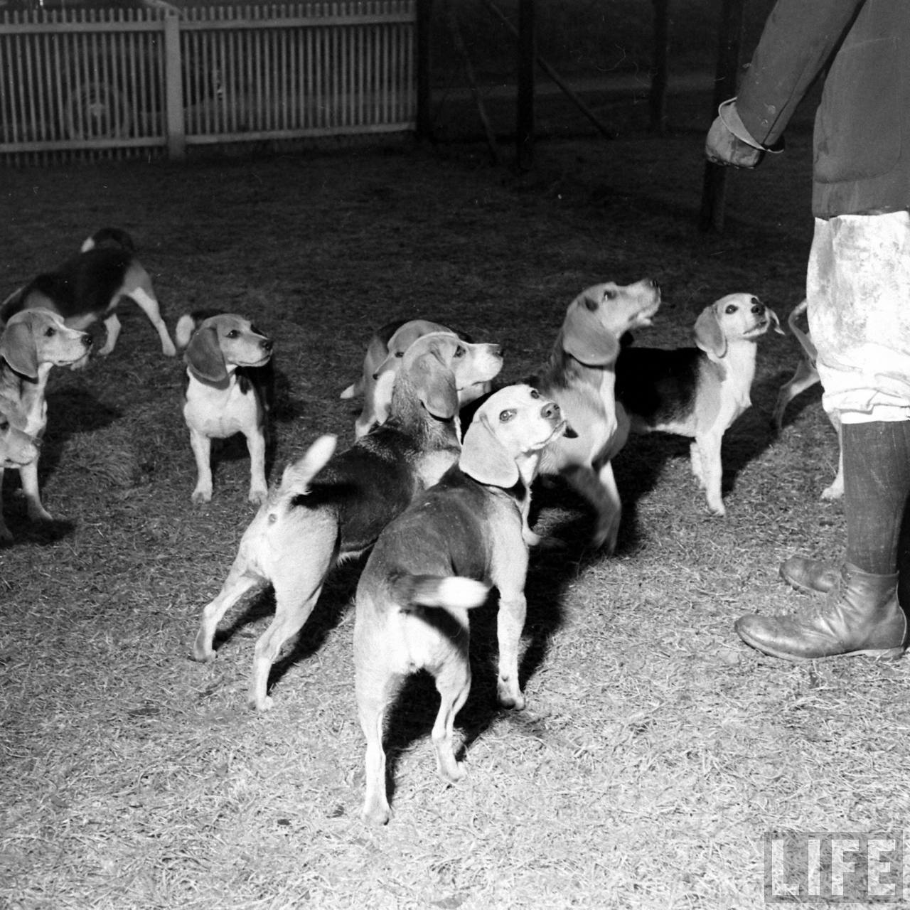 Beagle Hounds, Du Pont Estate - February 1940 - By Hansel Mieth, Life magazine - 43.jpg