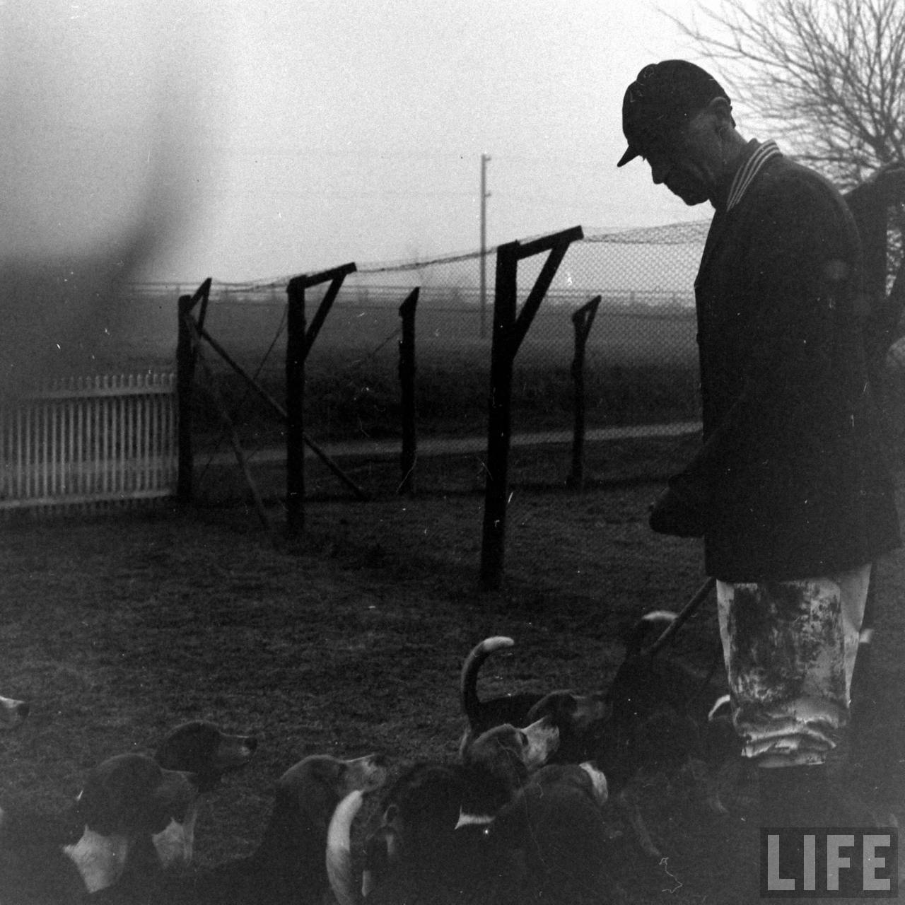 Beagle Hounds, Du Pont Estate - February 1940 - By Hansel Mieth, Life magazine - 5.jpg