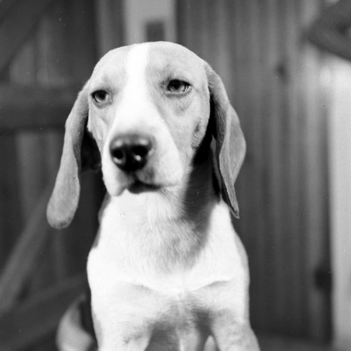 Beagle Hounds, Du Pont Estate - February 1940 - By Hansel Mieth, Life magazine - 10.jpg