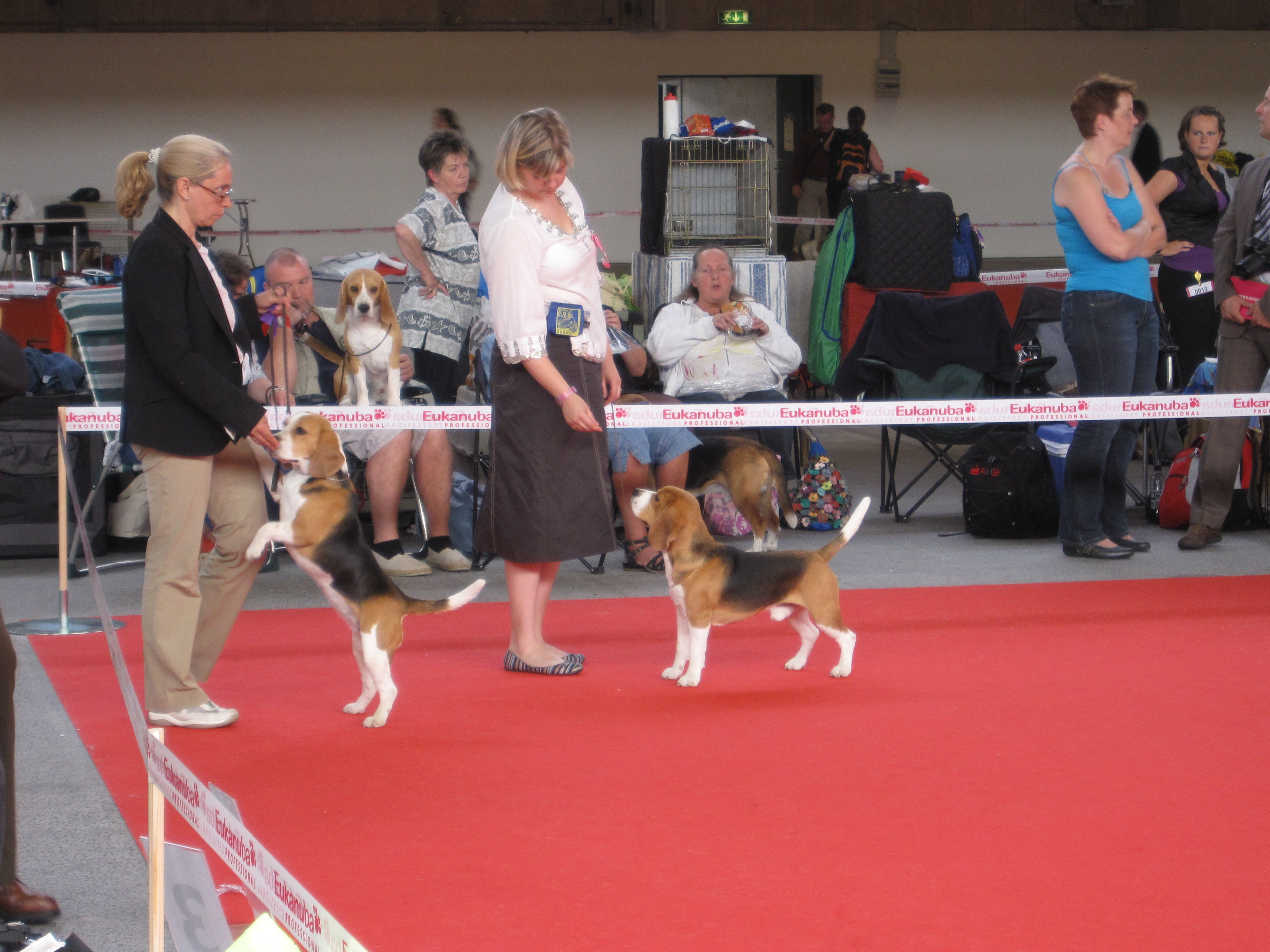 Best of Breed competition at the WDS 2010 in Herning, Denmark