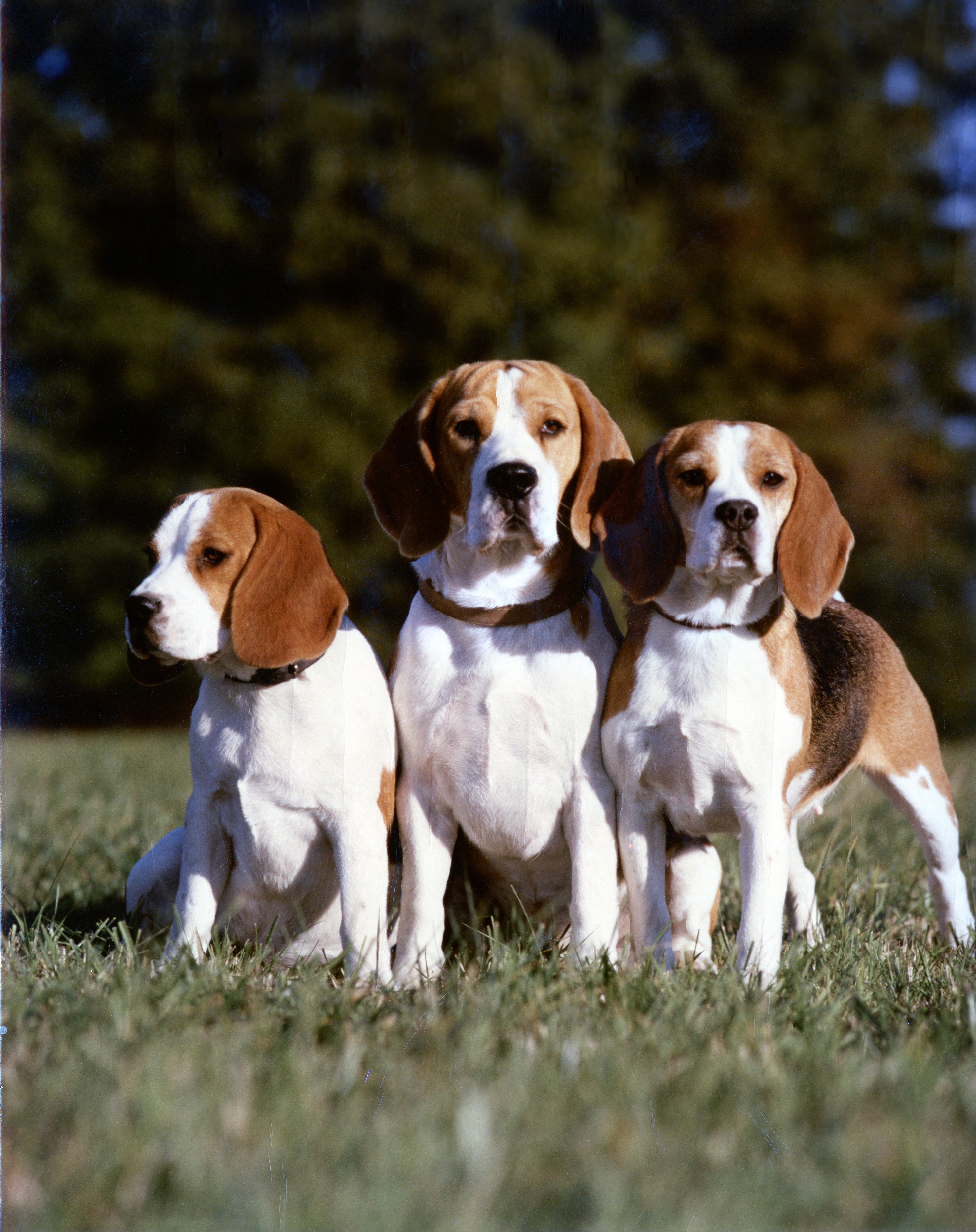 3 True Line champions -  Excellent Newbury, Demure Cromer, Kind Xmas.jpg