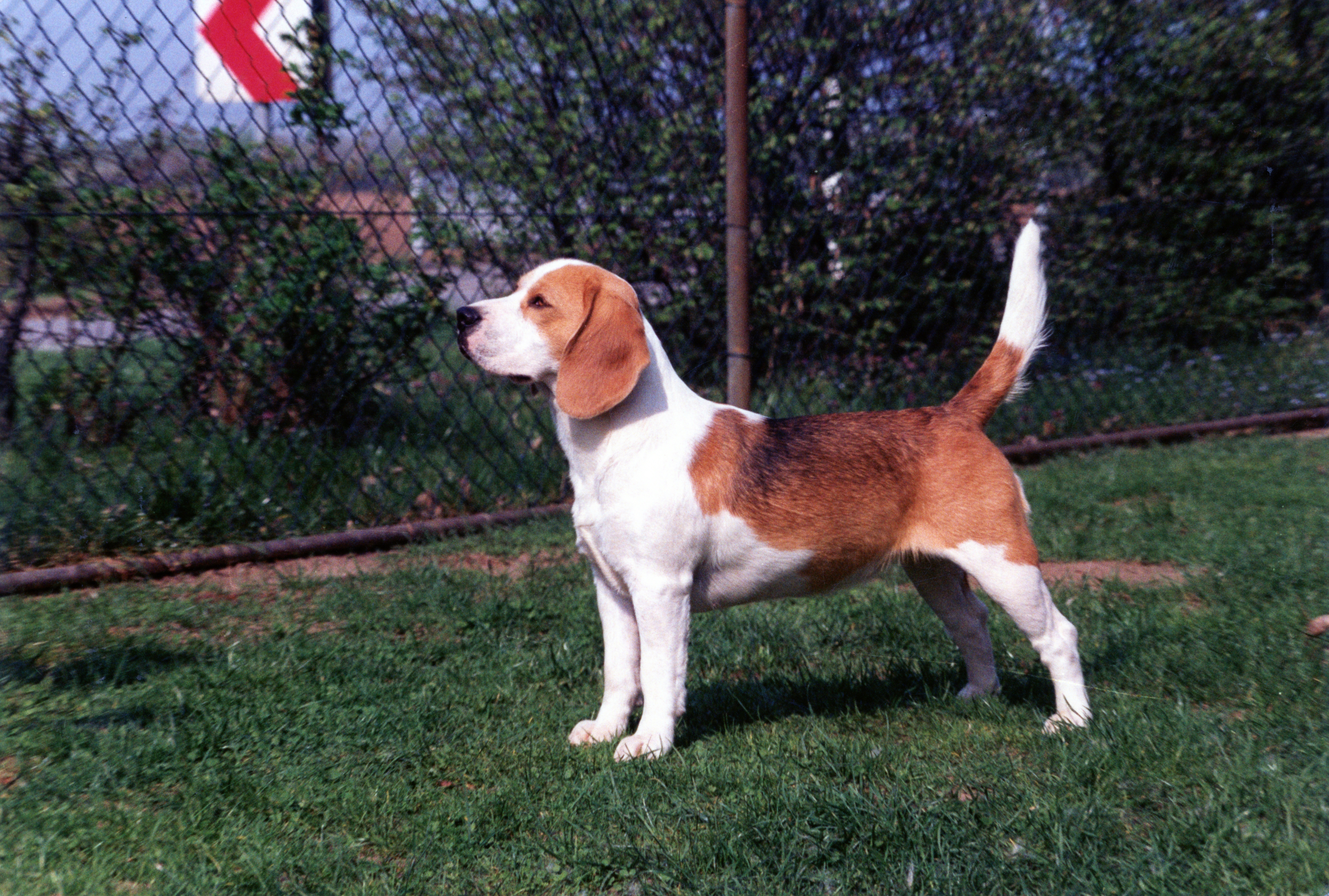 Borderline Comfort - 1991.jpg