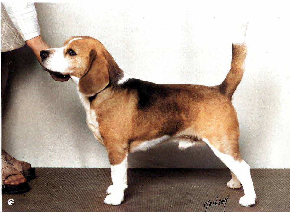 barnabie_4.jpg