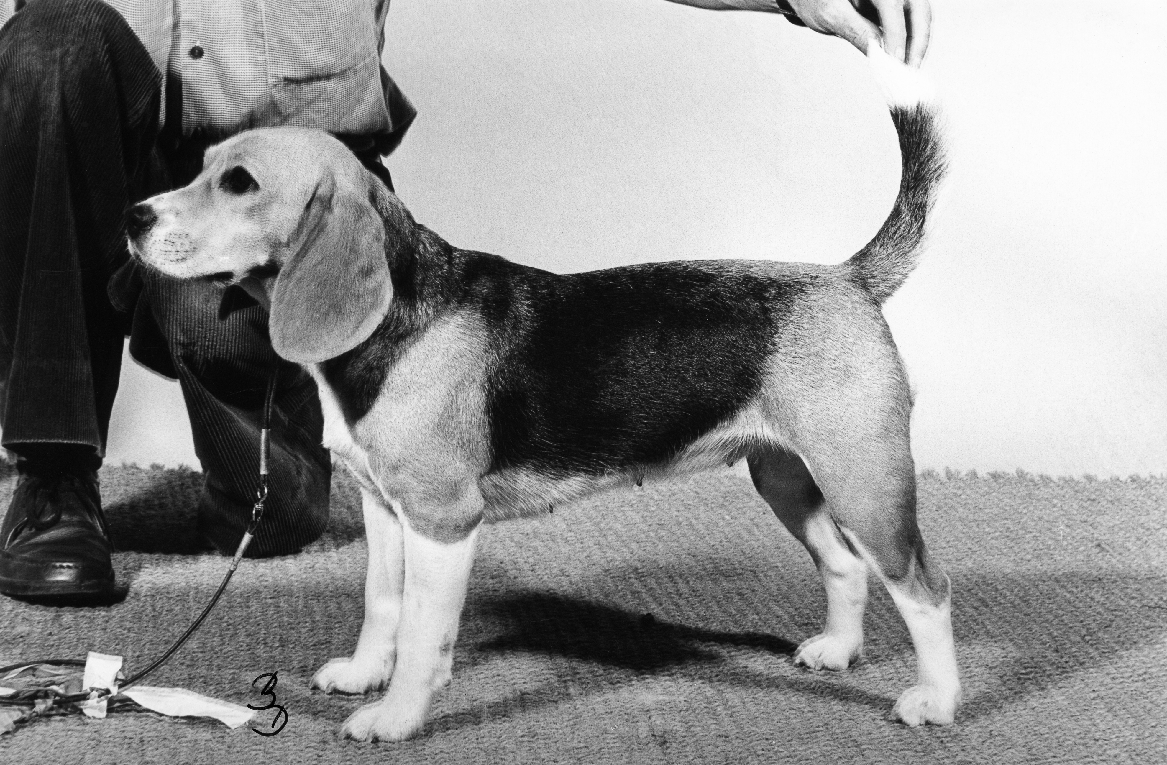 Daisy Hills Jackpot, BOB1 in DKK Otterup Aug. 1978. Judged by Anders Cederström, SE .jpg