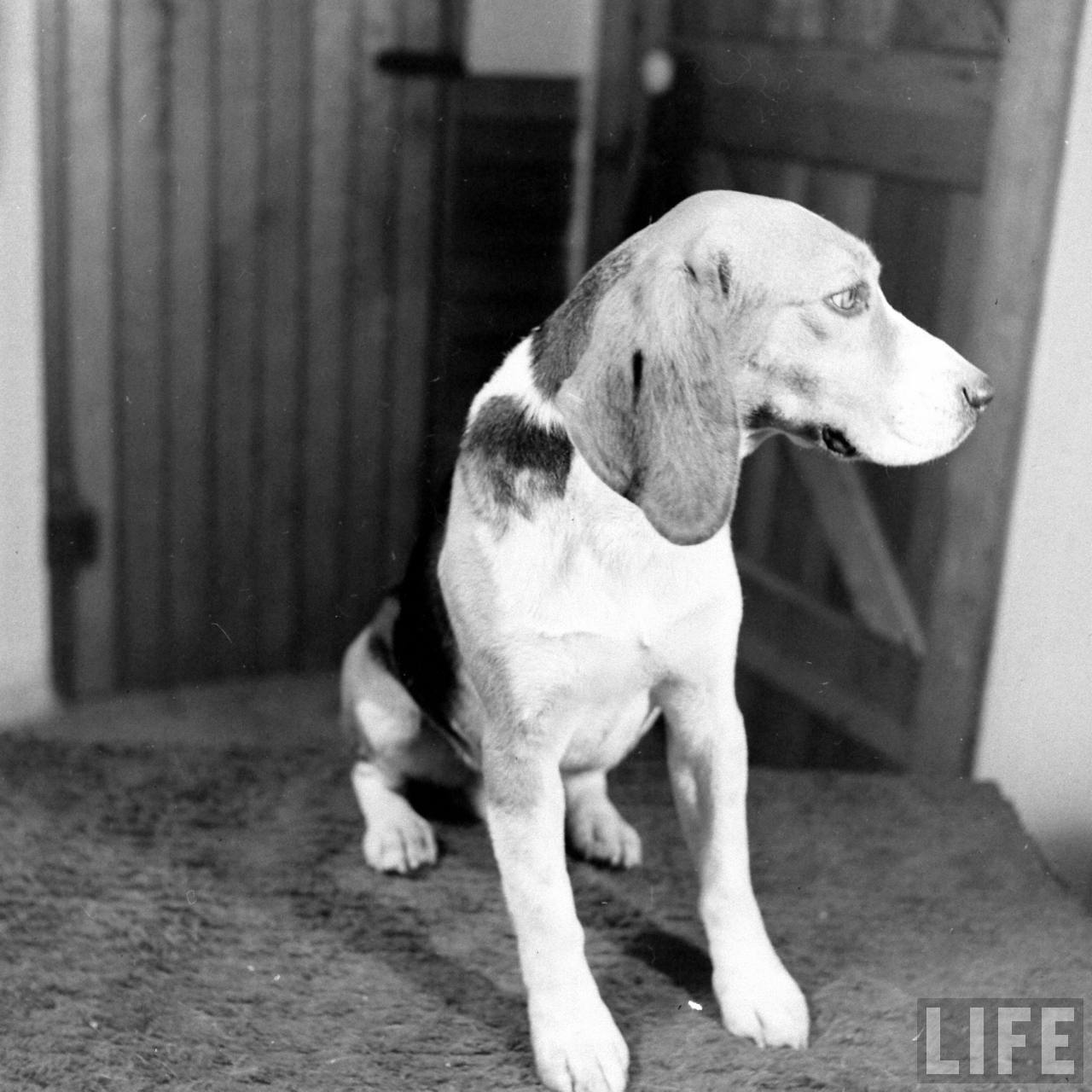 Beagle Hounds, Du Pont Estate - February 1940 - By Hansel Mieth, Life magazine - 1.jpg