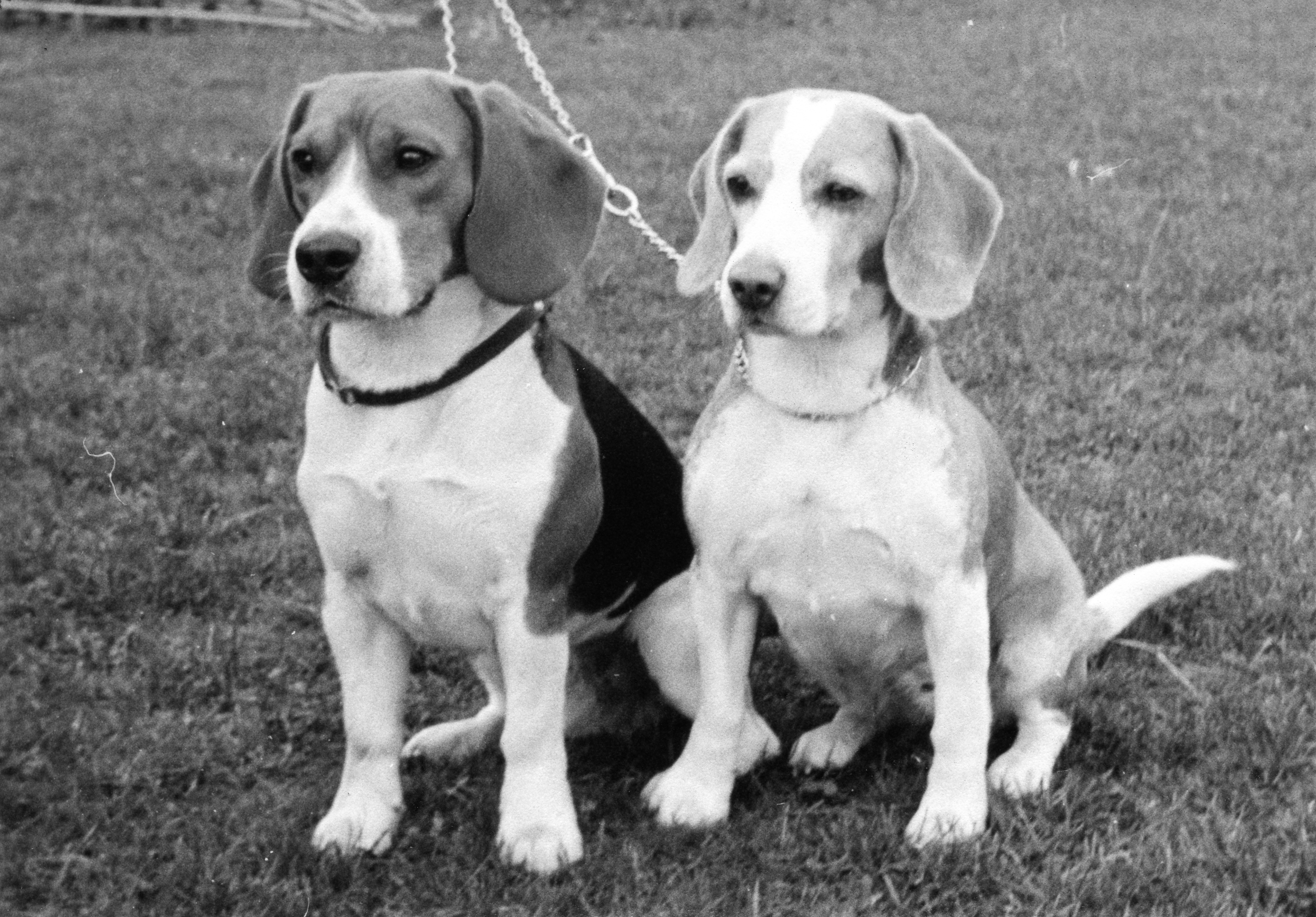 Oconnics Little Pan-Am (left) and Daisy Hills Tinka (right) about 1976.jpg