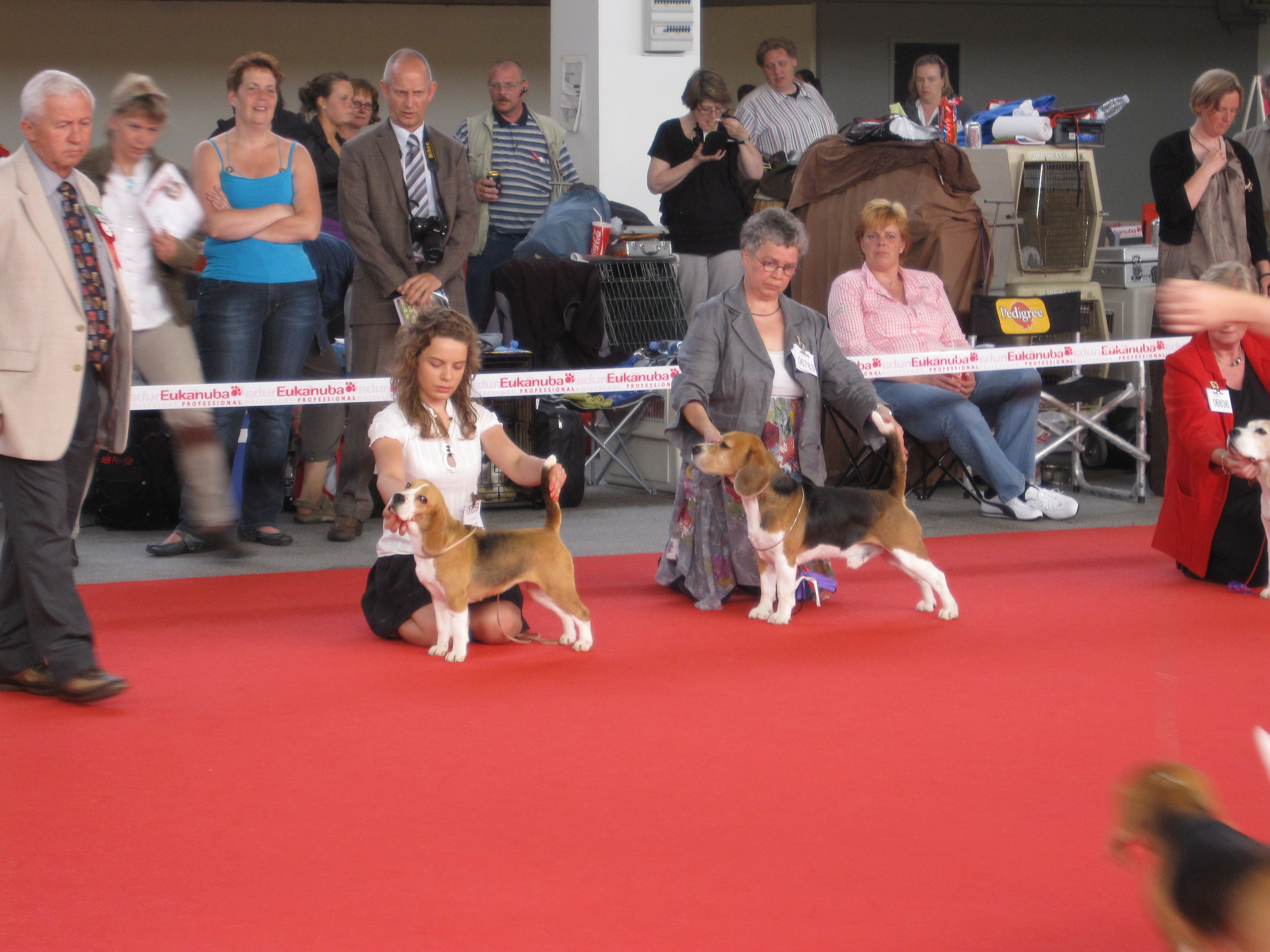 Best of Breed competition at WDS 2010 in Herning, Denmark