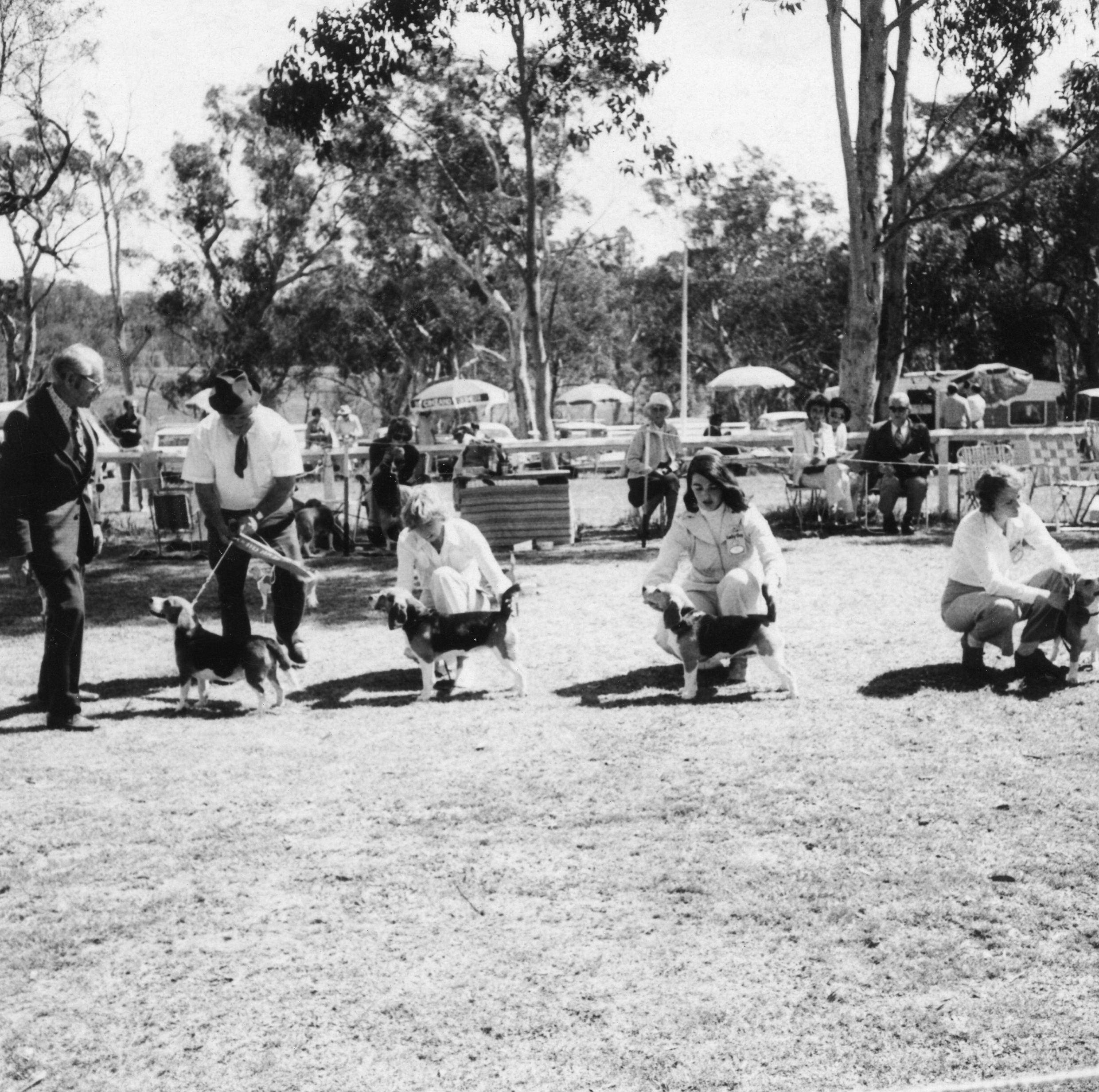 Beagle Club of NSW October Show 1974 (Crescendo - CC, Frolic, Daisy - Res. CC).jpg