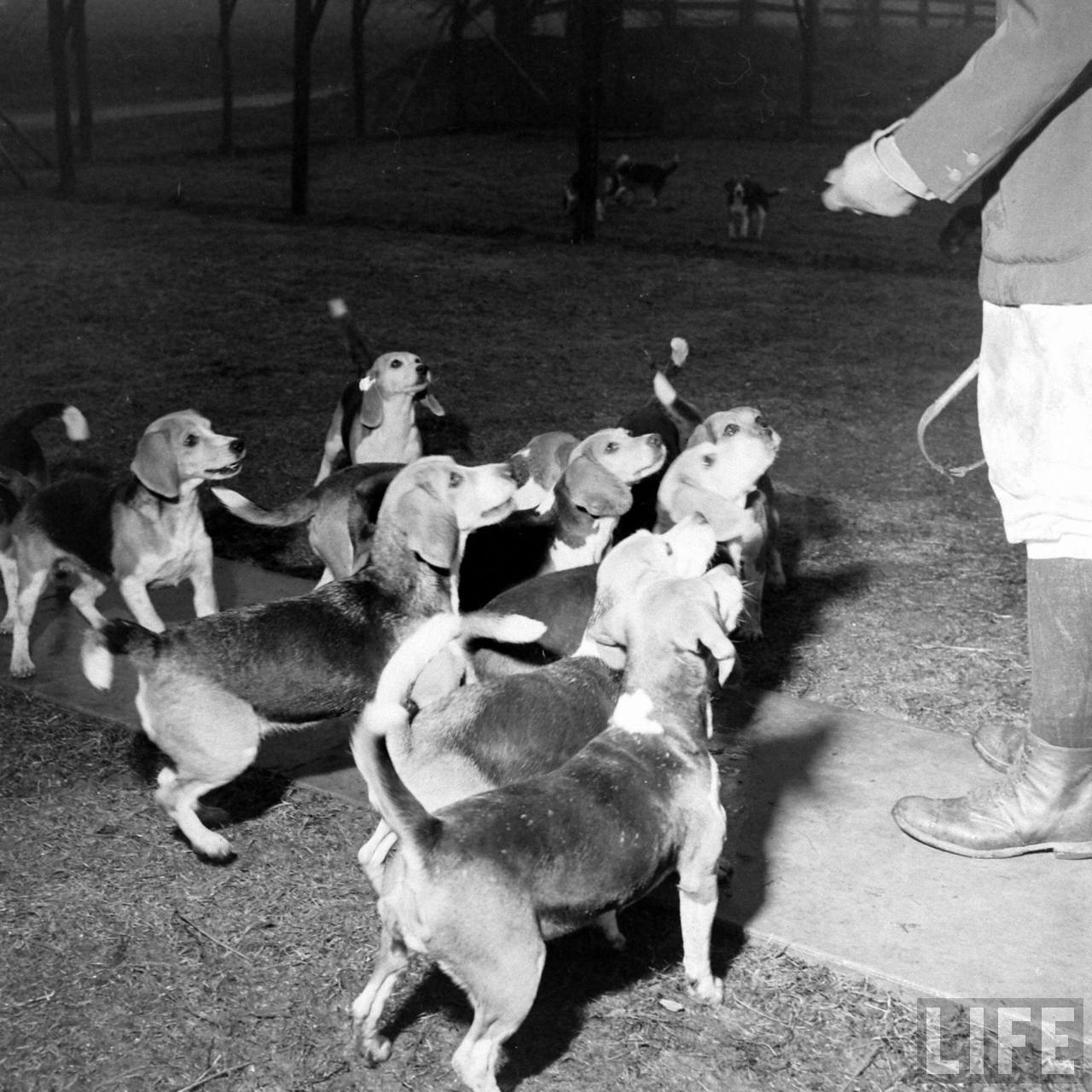 Beagle Hounds, Du Pont Estate - February 1940 - By Hansel Mieth, Life magazine - 17.jpg