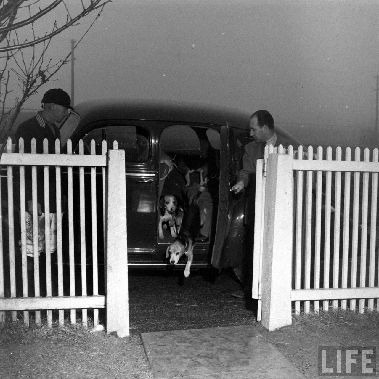 Beagle Hounds, Du Pont Estate - February 1940 - By Hansel Mieth, Life magazine - 2.jpg