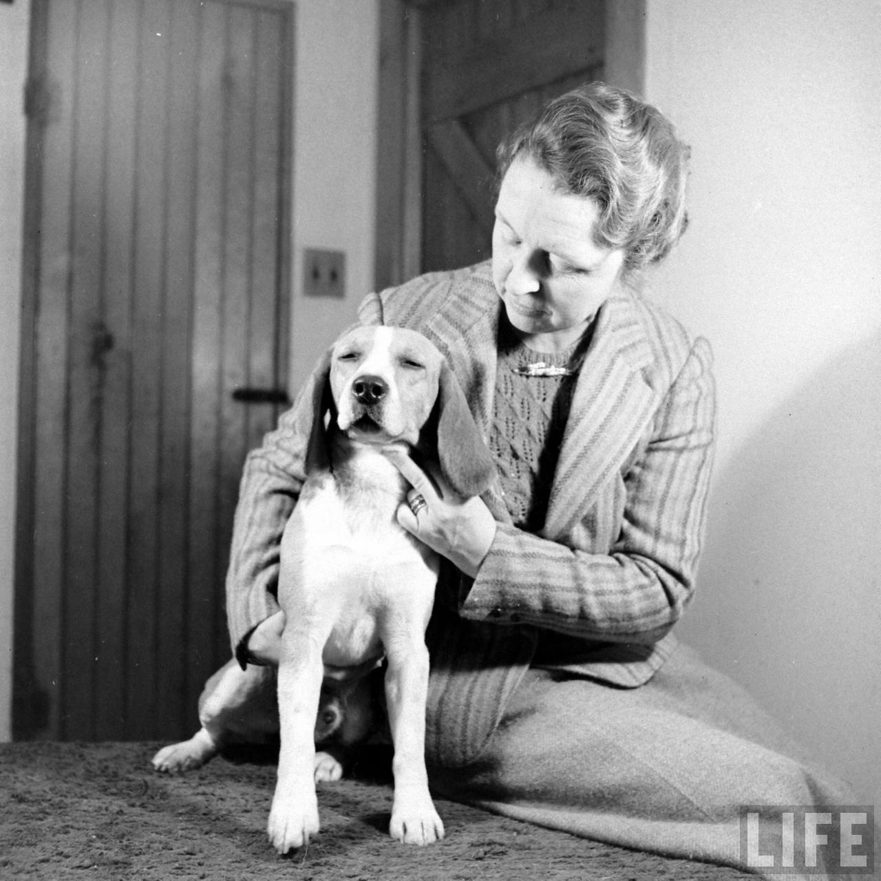 Beagle Hounds, Du Pont Estate - February 1940 - By Hansel Mieth, Life magazine - 37.jpg
