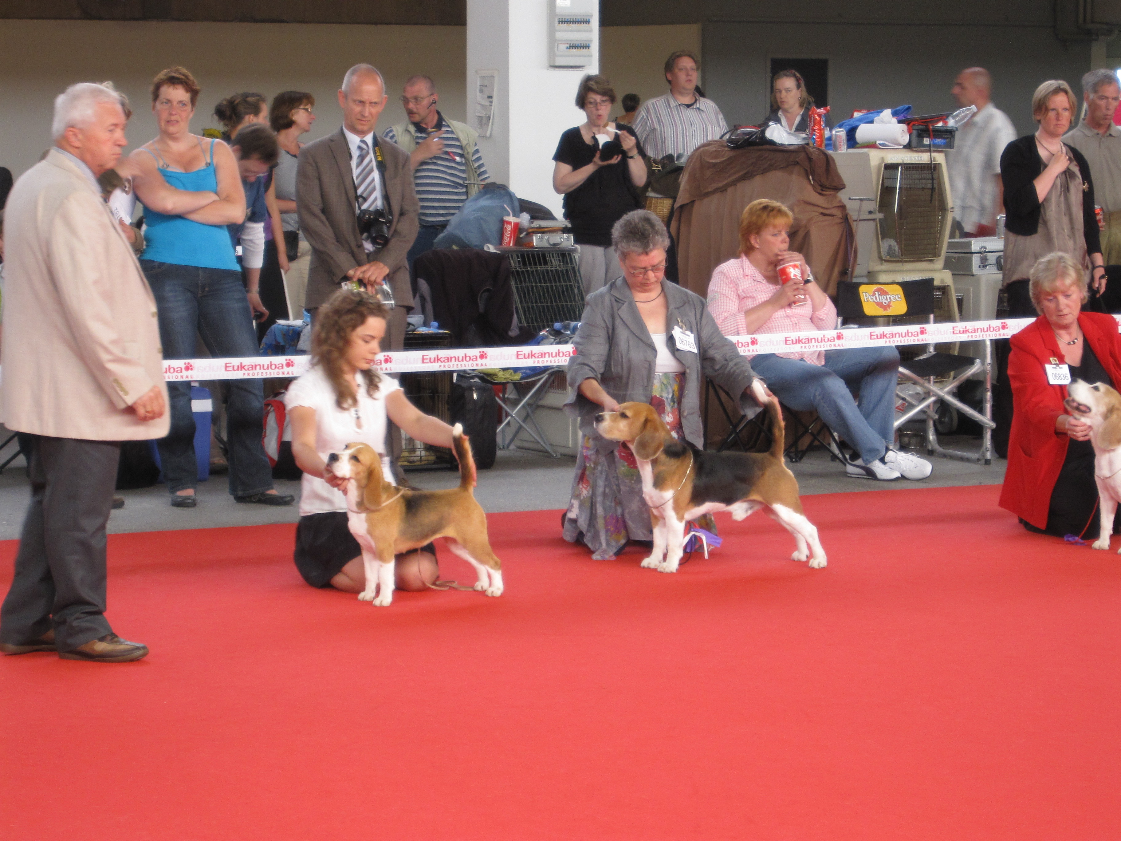 Best of Breed competition at WDS 2010 in Herning, Denmark