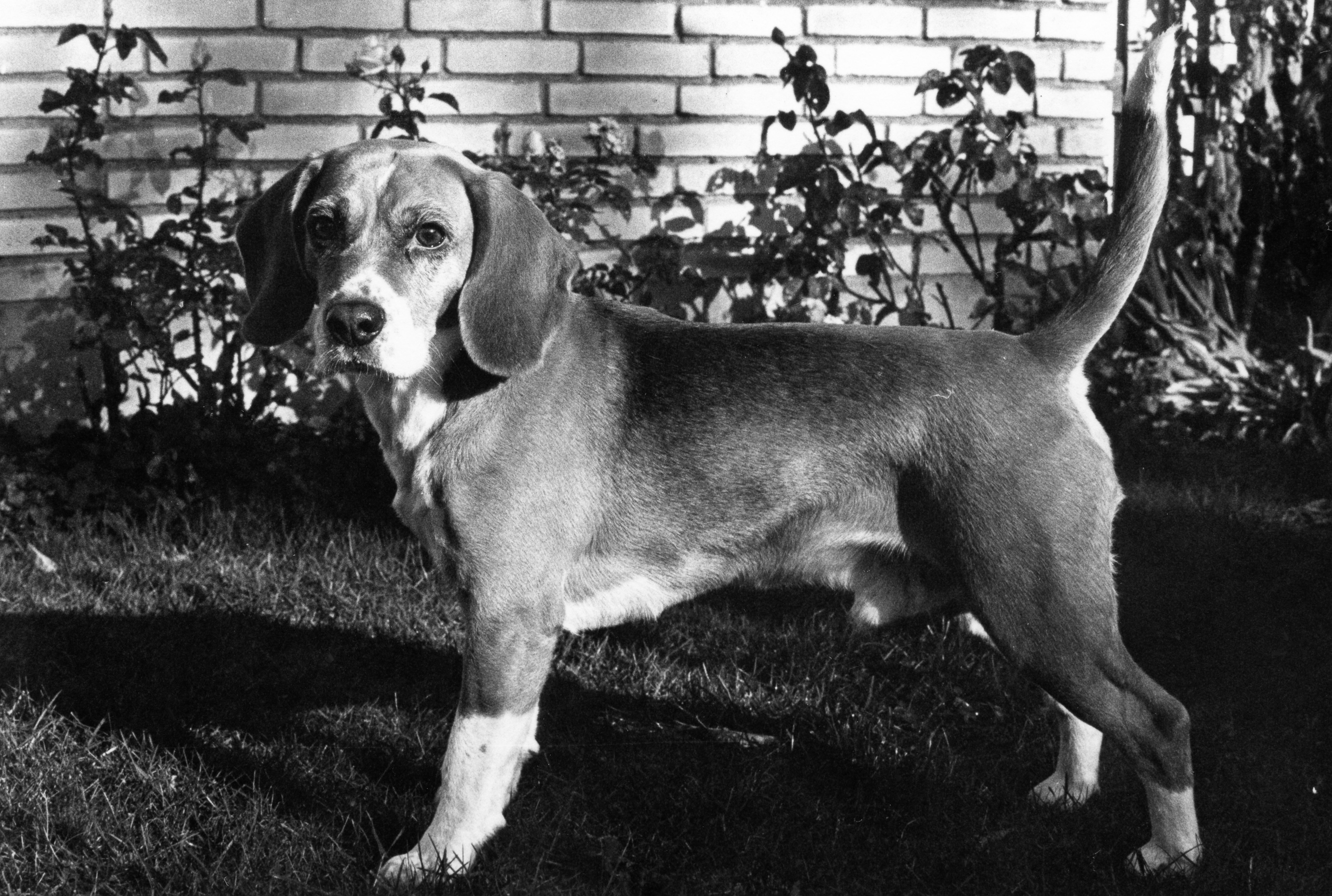 Terikas Freddy (about 1969).jpg