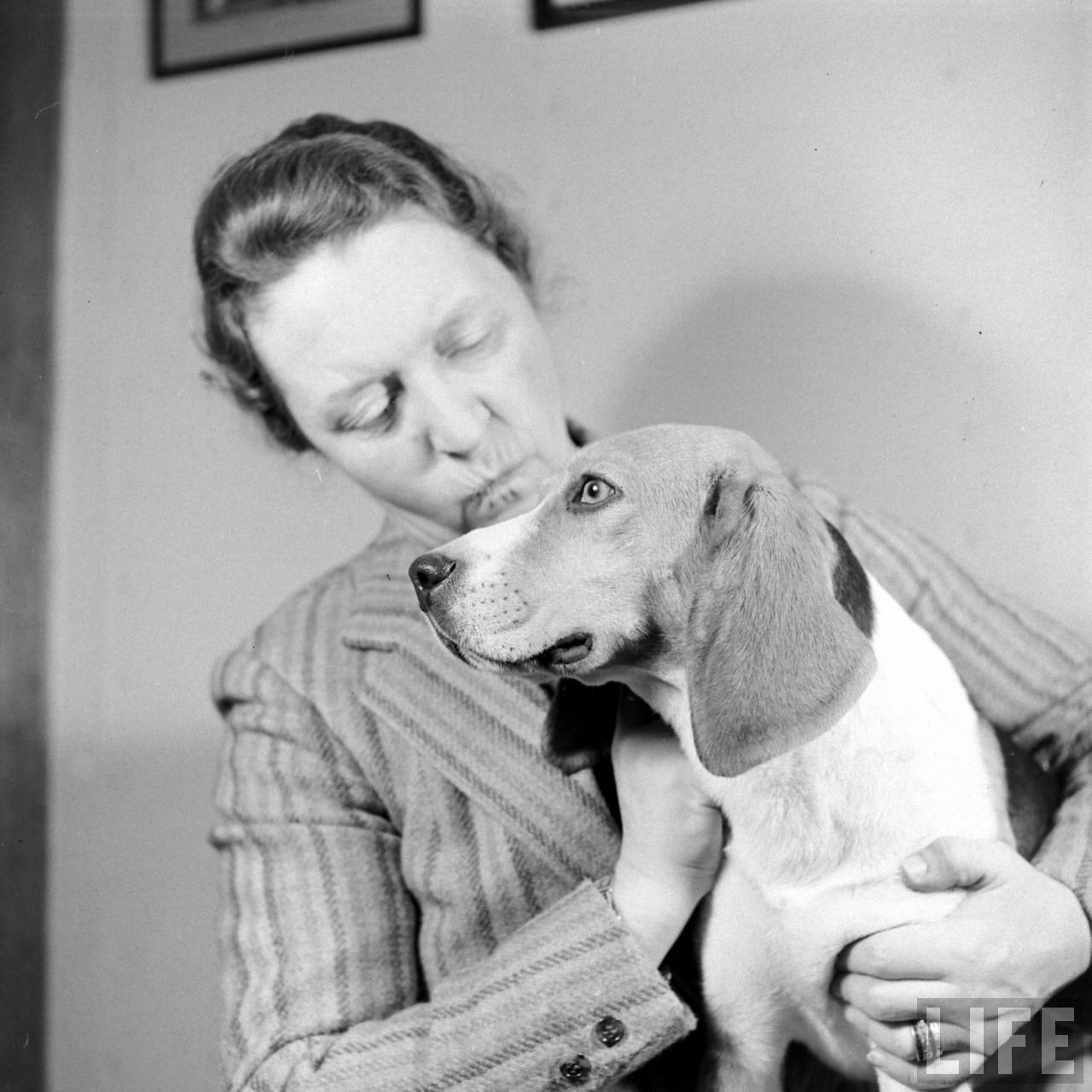 Beagle Hounds, Du Pont Estate - February 1940 - By Hansel Mieth, Life magazine - 19.jpg