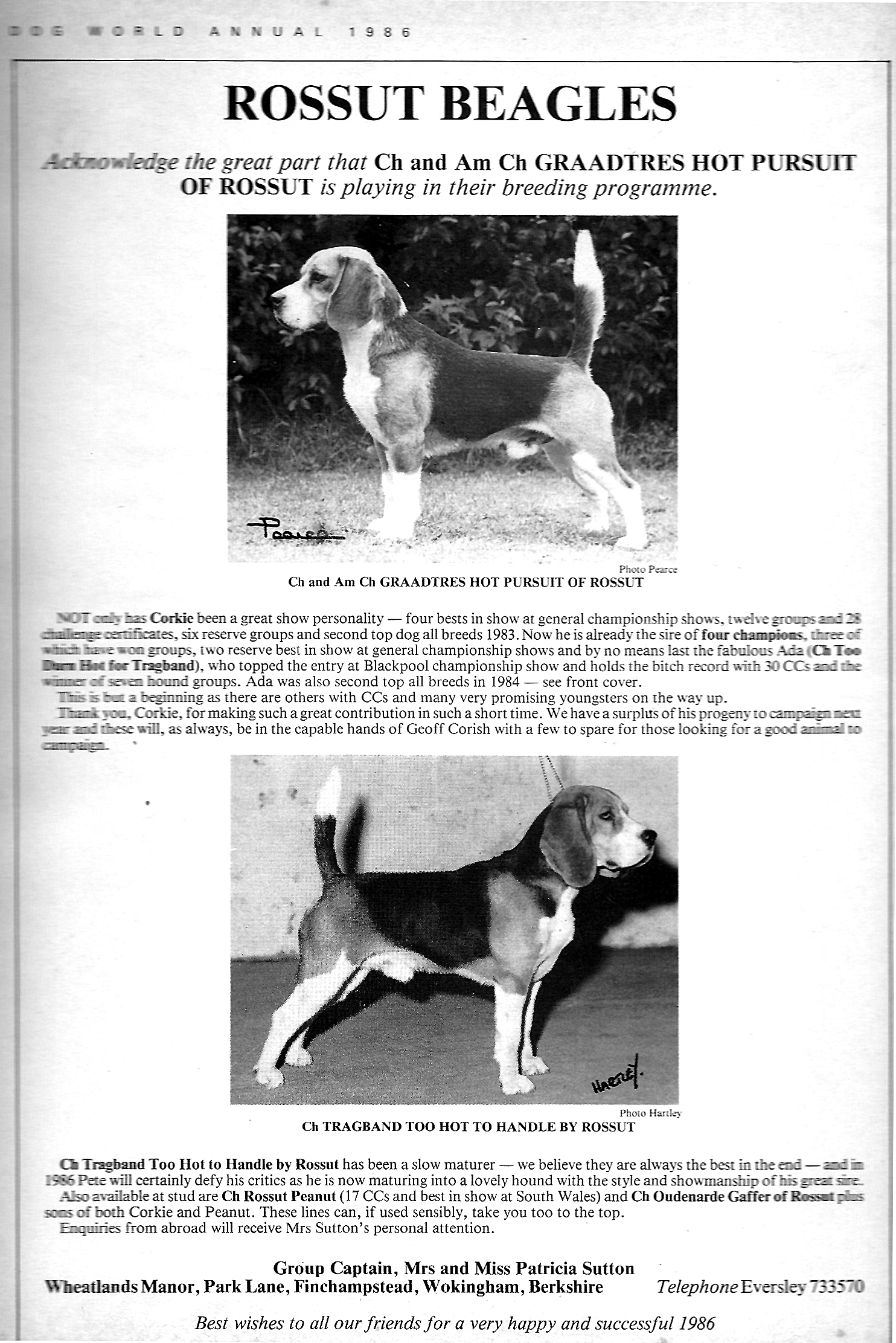 Rossut Kennels advert13.jpg