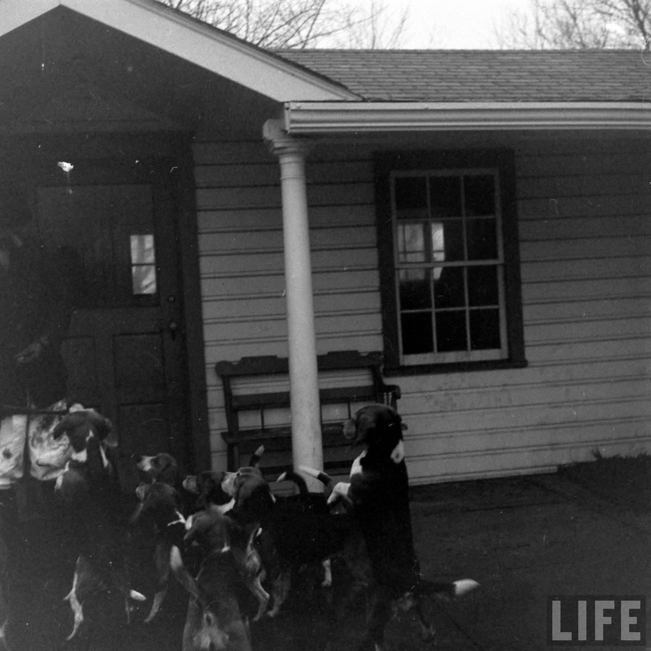 Beagle Hounds, Du Pont Estate - February 1940 - By Hansel Mieth, Life magazine - 9.jpg