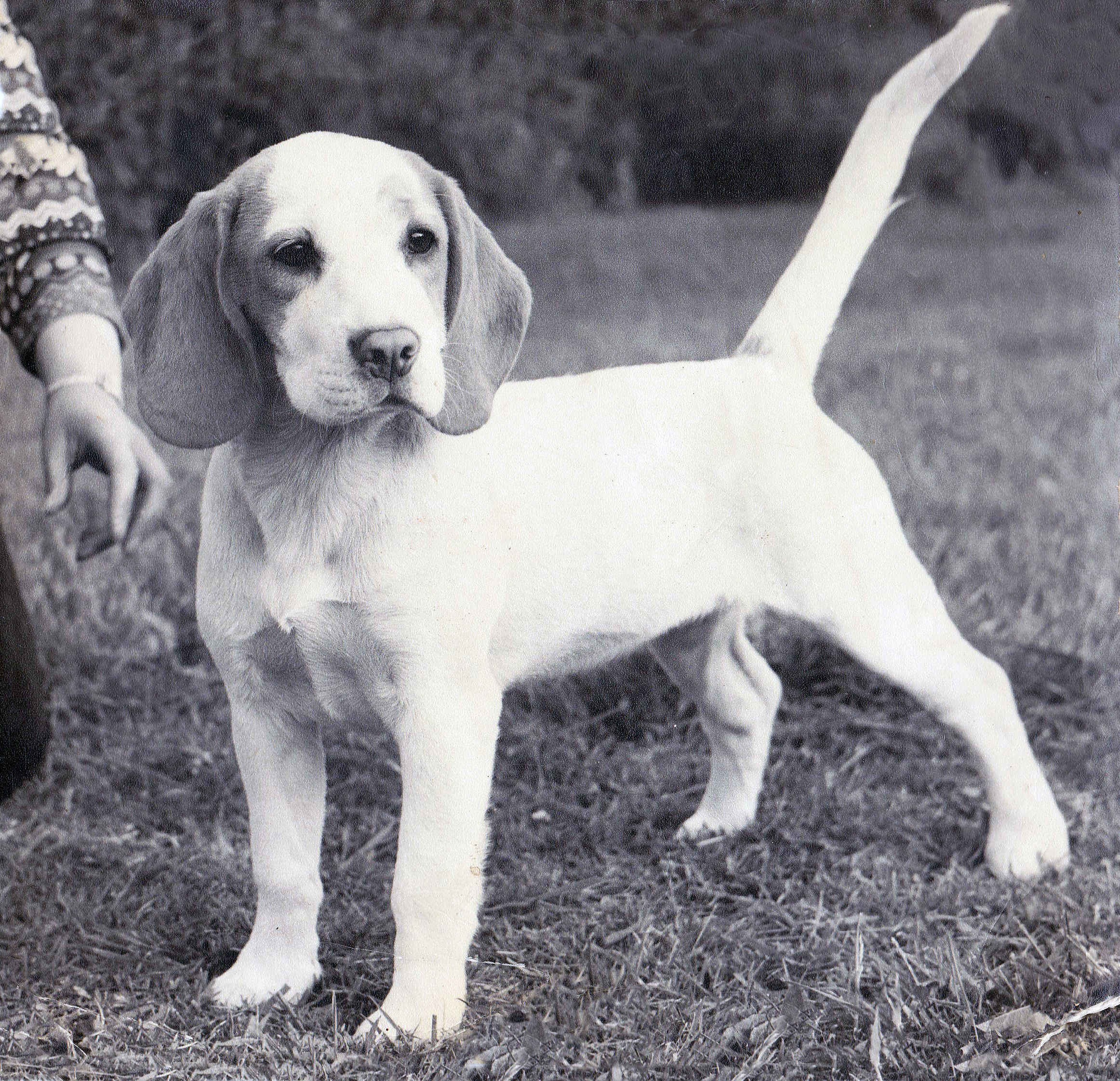 Ch Rossut Fantom photo restored.jpg