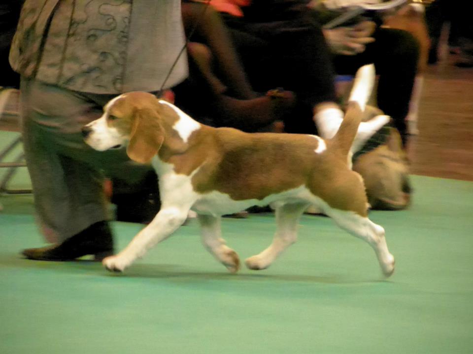 squid crufts 13.jpg