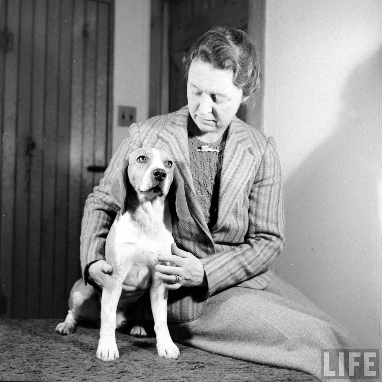 Beagle Hounds, Du Pont Estate - February 1940 - By Hansel Mieth, Life magazine - 41.jpg