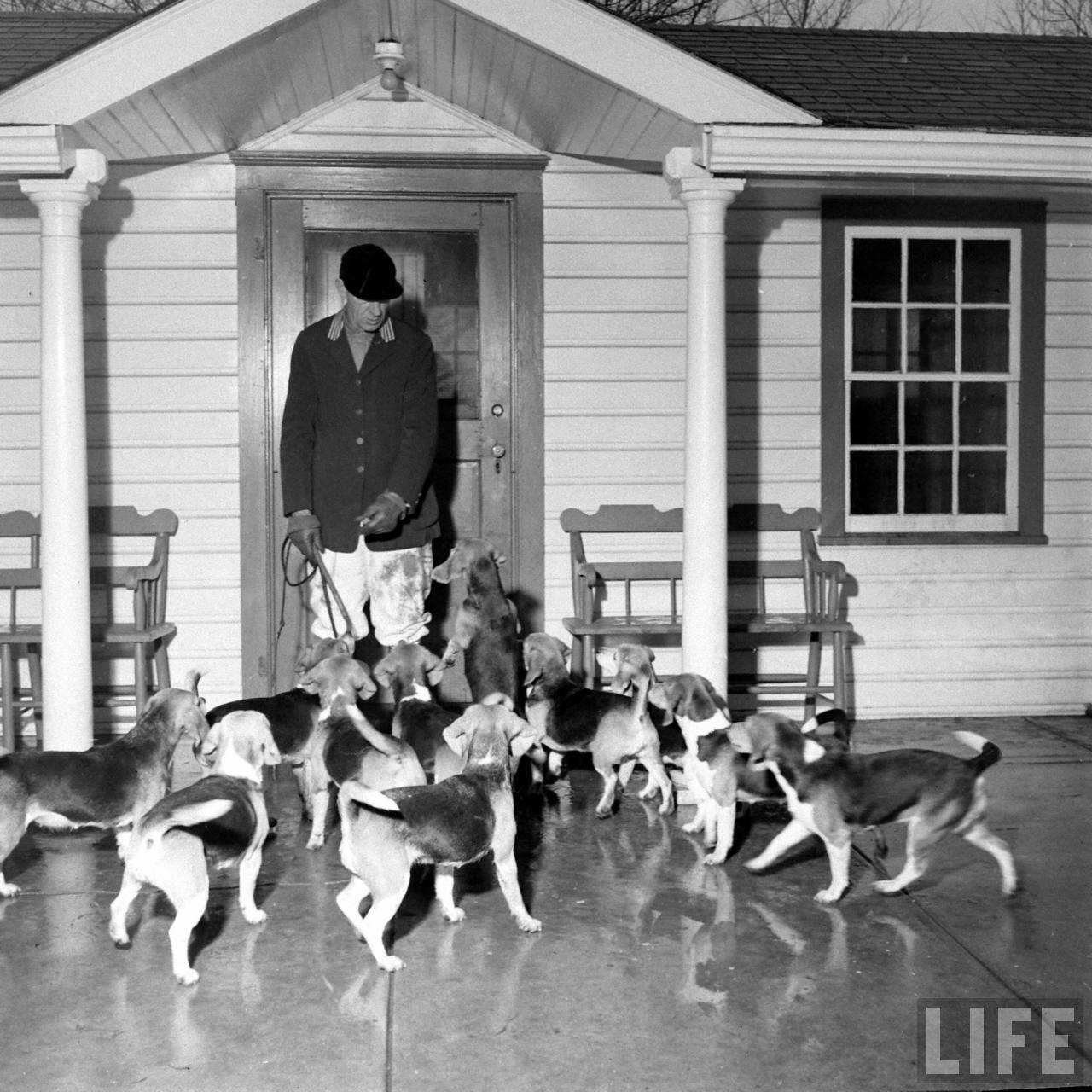 Beagle Hounds, Du Pont Estate - February 1940 - By Hansel Mieth, Life magazine - 44.jpg