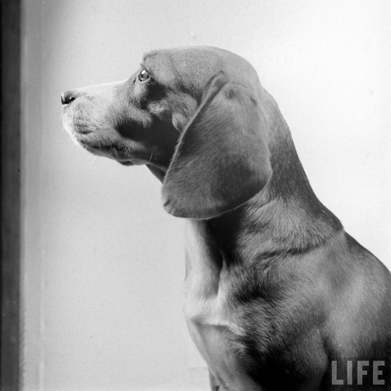Beagle Hounds, Du Pont Estate - February 1940 - By Hansel Mieth, Life magazine - 42.jpg