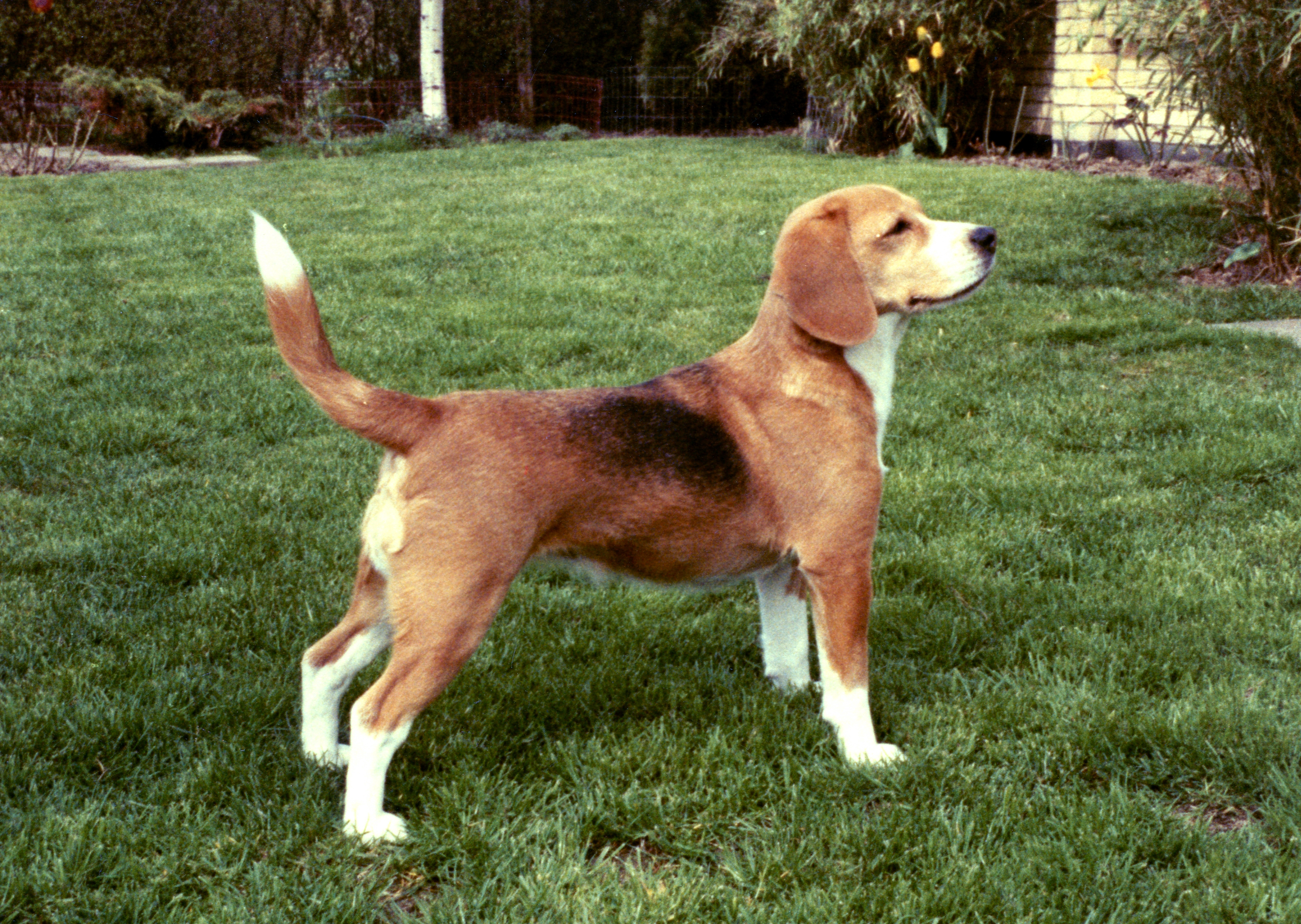 Daisy Hills Dolly - 1983.jpg