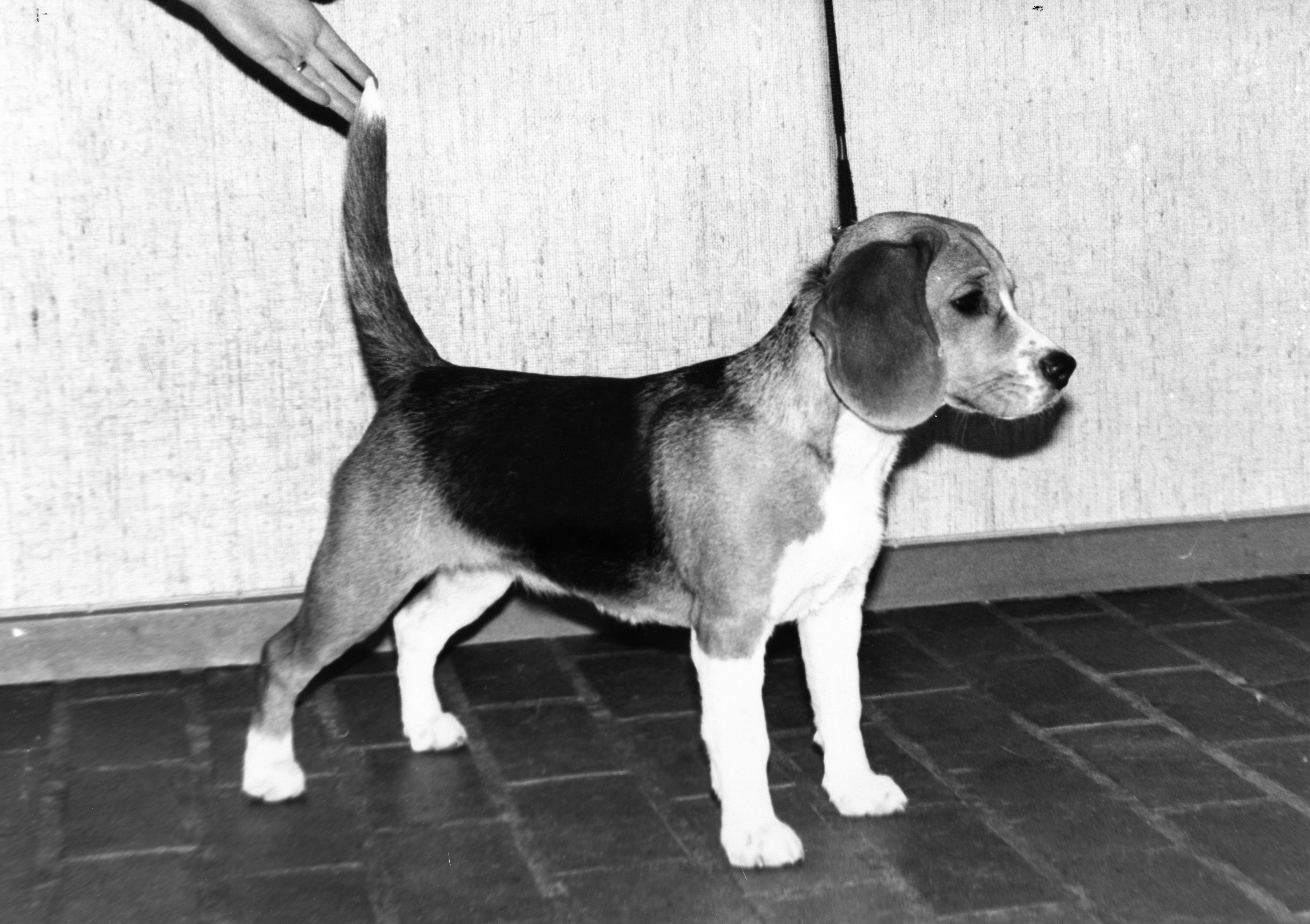 Primrose, 7 months, 1981.jpg