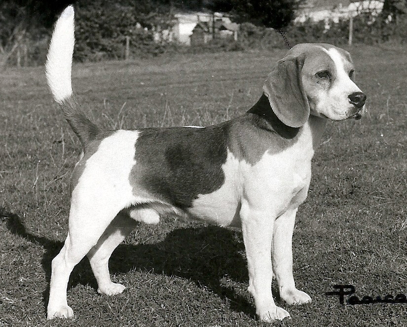 Rossut Gaffer.jpg