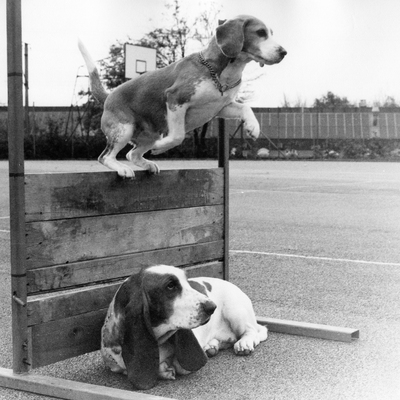 Daisy Hills Tinka (jumping) - about 1975.jpg