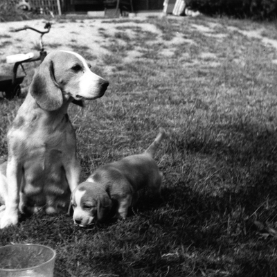 Daisy Hills Tinka and Daisy Hills Casha Girl in 1976.jpg