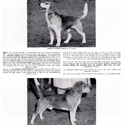 Rossut Kennels advert3.jpg