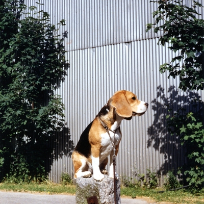 Daisy Hills Bly Bothilde, 1986.jpg