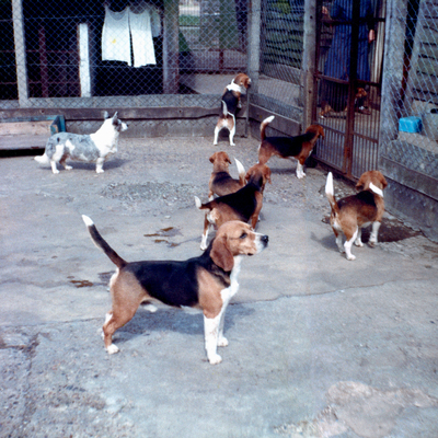 Group of Rozavel dogs.jpg