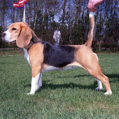 Daisy Hills Bly Bothilde, 1988.jpg