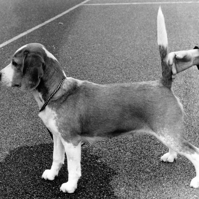 Daisy Hills Tinka (about 1975).jpg