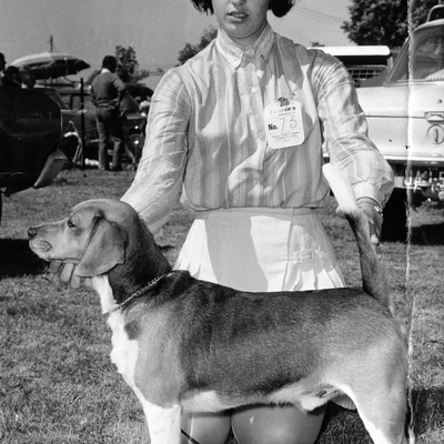 Foxlea Ringwood Ranter (First beagle of Lesley Funnell - Aug. 1967).jpg