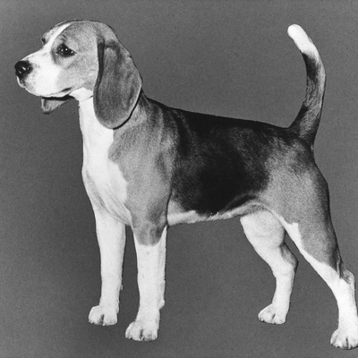Unknown Elsy dog 2.jpg