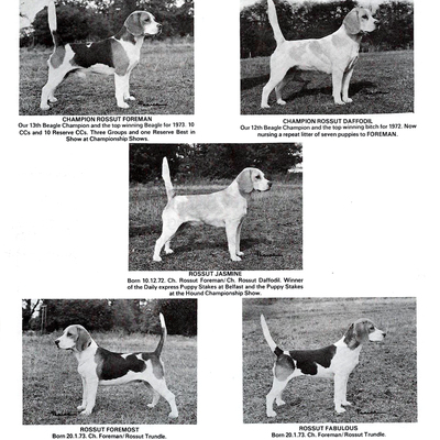 Rossut Kennels advert2.jpg