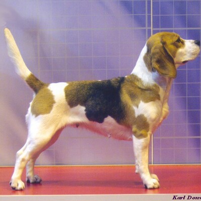 frankie_crufts_03.jpg