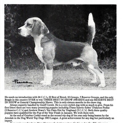 Rossut Kennels advert4.jpg