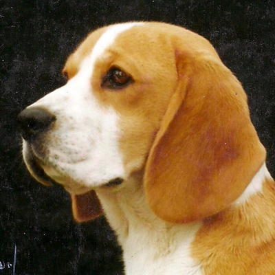 Ch Rossut Kerfuffle.jpg