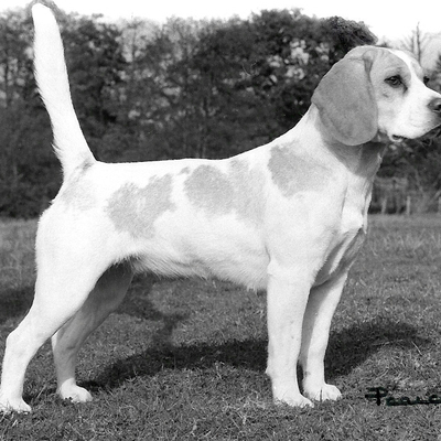 Ch Rossut Daffodil 1.jpg
