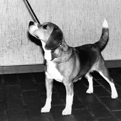Daisy Hills Dolly - Jan. 1981.jpg