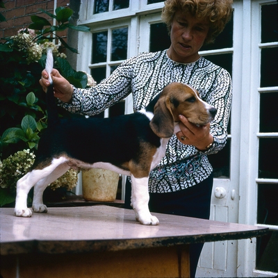 3-Dasher (1970).jpg