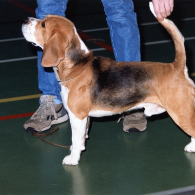Daisy Hills Bizarre Balthazar - 1987.jpg