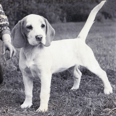 Ch Rossut Fantom photo restored.jpg