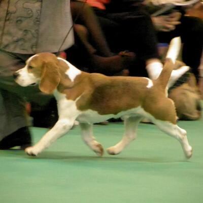 squid crufts 13.jpg